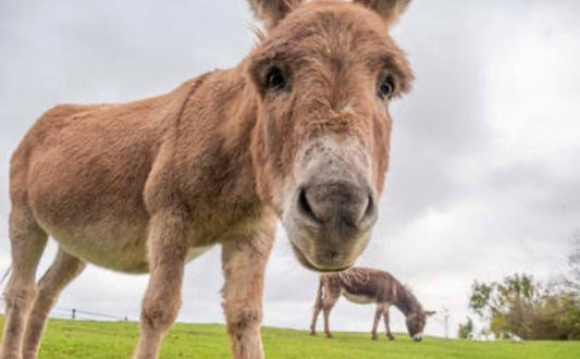 Tight donkey Tuesday lucky dip